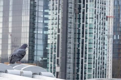 Feral pigeon (Columba livia domestica) adult bird on the Millenium bridge with office block