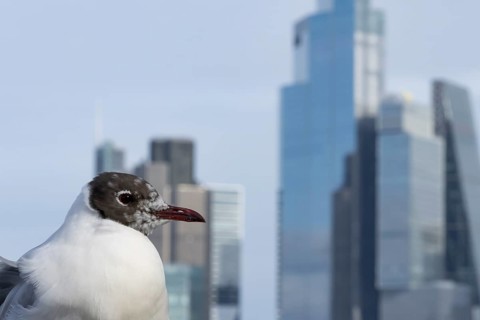 Black headed gull (Chroicocephalus ridibundus) adult bird on the Millenium bridge with office block