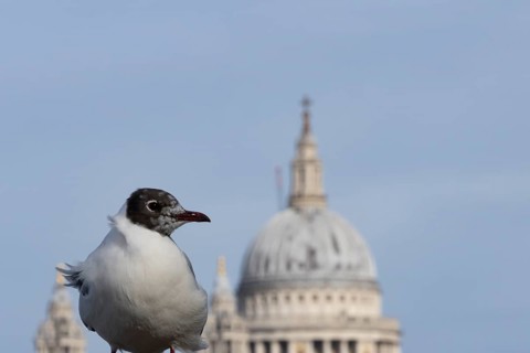 Black headed gull (Chroicocephalus ridibundus) adult bird on the Millenium bridge with the dome of
