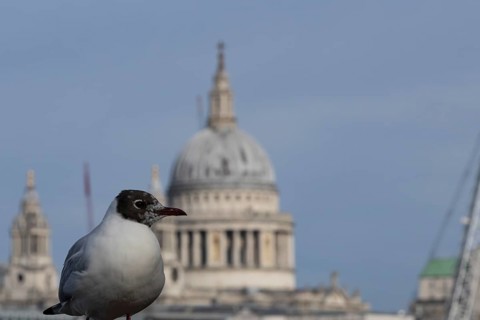 Black headed gull (Chroicocephalus ridibundus) adult bird on the Millenium bridge with the dome of
