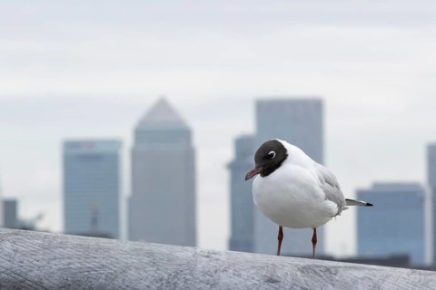Black headed gull (Chroicocephalus ridibundus) adult bird on the Millenium bridge with office block
