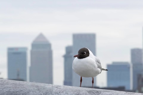 Black headed gull (Chroicocephalus ridibundus) adult bird on the Millenium bridge with office block