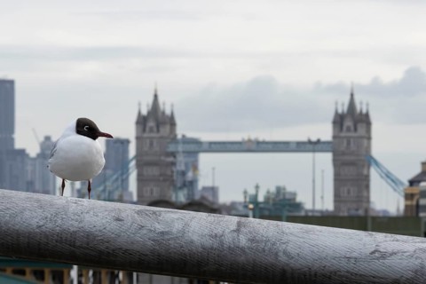 Black headed gull (Chroicocephalus ridibundus) adult bird on the Millenium bridge with Tower bridge