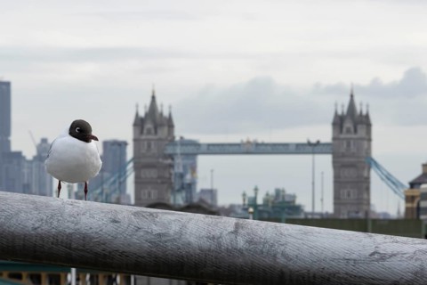 Black headed gull (Chroicocephalus ridibundus) adult bird on the Millenium bridge with Tower bridge
