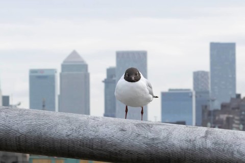 Black headed gull (Chroicocephalus ridibundus) adult bird on the Millenium bridge with office block