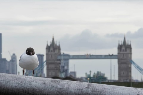 Black headed gull (Chroicocephalus ridibundus) adult bird on the Millenium bridge with Tower bridge