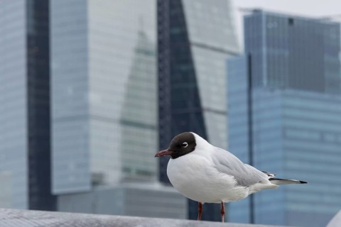 Black headed gull (Chroicocephalus ridibundus) adult bird on the Millenium bridge with office block