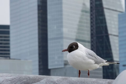 Black headed gull (Chroicocephalus ridibundus) adult bird on the Millenium bridge with office block