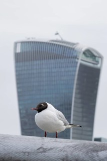 Black headed gull (Chroicocephalus ridibundus) adult bird on the Millenium bridge with the