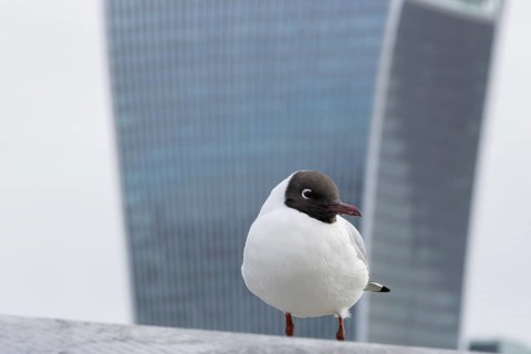 Black headed gull (Chroicocephalus ridibundus) adult bird on the Millenium bridge with the