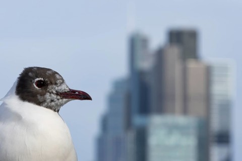 Black headed gull (Chroicocephalus ridibundus) adult bird on the Millenium bridge with office block