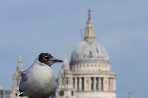 Black headed gull (Chroicocephalus ridibundus) adult bird on the Millenium bridge with the dome of