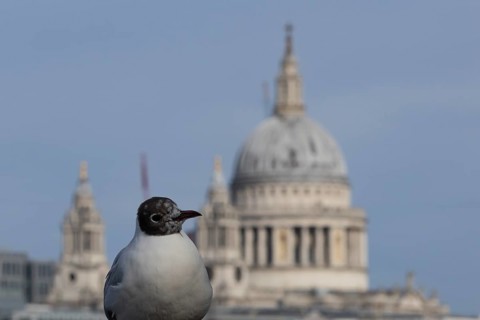 Black headed gull (Chroicocephalus ridibundus) adult bird on the Millenium bridge with the dome of