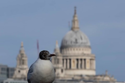 Black headed gull (Chroicocephalus ridibundus) adult bird on the Millenium bridge with the dome of