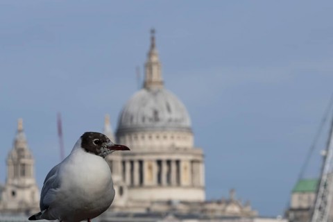 Black headed gull (Chroicocephalus ridibundus) adult bird on the Millenium bridge with the dome of