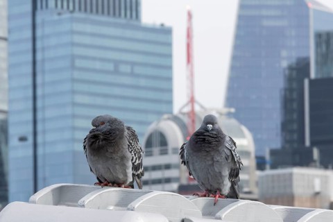 Feral pigeon (Columba livia domestica) two adult birds on the Millenium bridge with office block