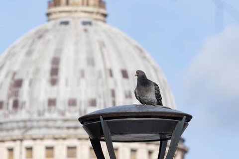 Feral pigeon (Columba livia domestica) adult bird on a street lamp with the Dome of St. Pauls