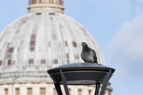 Feral pigeon (Columba livia domestica) adult bird on a street lamp with the Dome of St. Pauls
