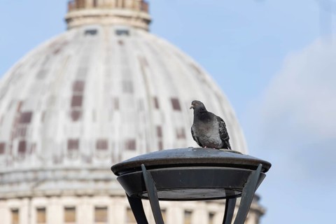 Feral pigeon (Columba livia domestica) adult bird on a street lamp with the Dome of St. Pauls