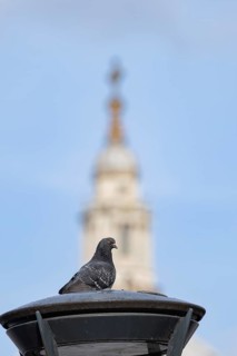 Feral pigeon (Columba livia domestica) adult bird on a street lamp with the Dome of St. Pauls