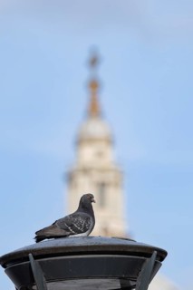 Feral pigeon (Columba livia domestica) adult bird on a street lamp with the Dome of St. Pauls