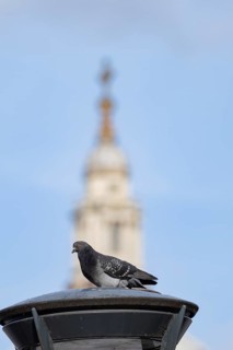 Feral pigeon (Columba livia domestica) adult bird on a street lamp with the Dome of St. Pauls