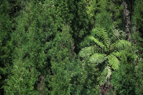 Dense forest with tree fern, Lagoa Azul, Sete Cidades, SÃ£o Miguel, Azores, Portugal