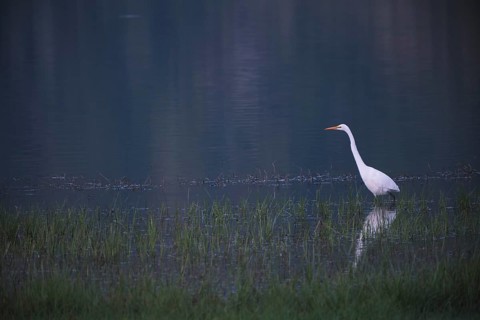 Great White Egret foraging, Lagoa Verde, Sete Cidades, SÃ£o Miguel, Azores, Portugal