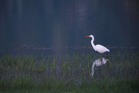 Great White Egret foraging, Lagoa Verde, Sete Cidades, SÃ£o Miguel, Azores, Portugal