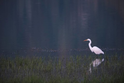 Great White Egret foraging, Lagoa Verde, Sete Cidades, SÃ£o Miguel, Azores, Portugal