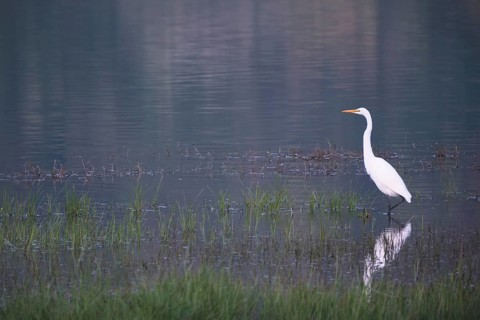 Great White Egret foraging, Lagoa Verde, Sete Cidades, SÃ£o Miguel, Azores, Portugal