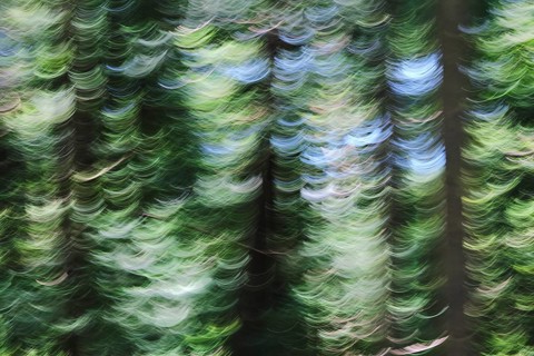 Enchanted Forest, SÃ£o Miguel, Azores, Portugal