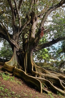 Moreton Bay fig (Ficus macrophylla), Jardim Botanico JosÃ© do Canto, Ponta Delgada, SÃ£o Miguel,