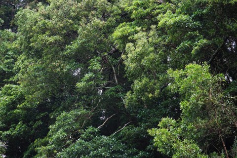 Dense forest, Ribeira Grande, SÃ£o Miguel, Azores, Portugal