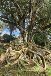 Moreton Bay fig (Ficus macrophylla), Jardim Botanico JosÃ© do Canto, Ponta Delgada, SÃ£o Miguel,