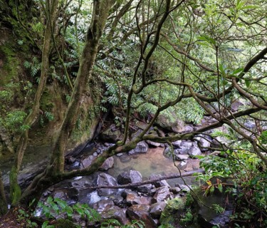 Stream on the way to the Salto do Cabrito waterfall, SÃ£o Miguel, Azores, Portugal