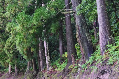 Cryptomeria japonica, Sete Cidades, SÃ£o Miguel, Azores, Portugal