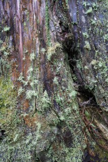 Lichens and mosses on a tree trunk, Sete Cidades, SÃ£o Miguel, Azores, Portugal