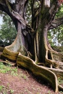 Moreton Bay fig (Ficus macrophylla), Jardim Botanico JosÃ© do Canto, Ponta Delgada, SÃ£o Miguel,