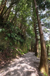 Hiking trail lined with Cryptomeria japonica, SÃ£o Miguel, Azores, Portugal