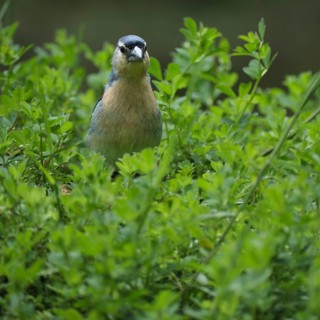 Azores chaffinch (Fringilla moreletti), SÃ£o Miguel, Azores, Portugal