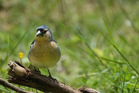 Azores chaffinch (Fringilla moreletti), SÃ£o Miguel, Azores, Portugal