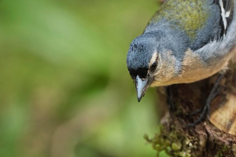 Azores chaffinch (Fringilla moreletti), SÃ£o Miguel, Azores, Portugal