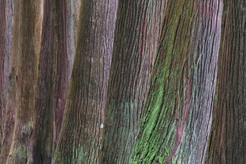 Cryptomeria japonica, SÃ£o Miguel, Azores, Portugal
