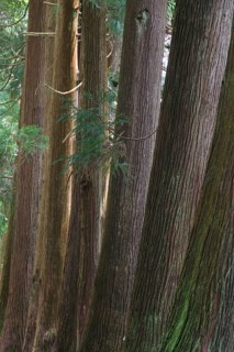 Cryptomeria japonica, SÃ£o Miguel, Azores, Portugal