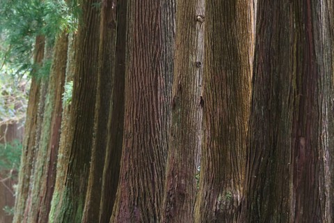 Cryptomeria japonica, SÃ£o Miguel, Azores, Portugal