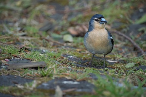 Azores chaffinch (Fringilla moreletti), SÃ£o Miguel, Azores, Portugal