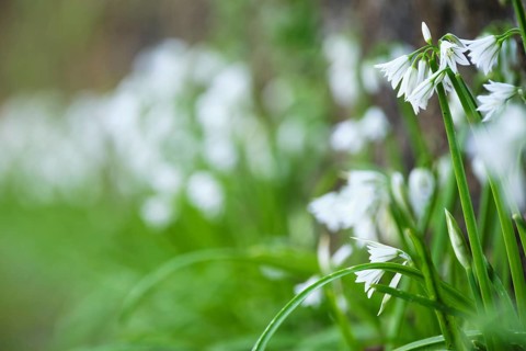 Bluebell, SÃ£o Miguel, Azores, Portugal
