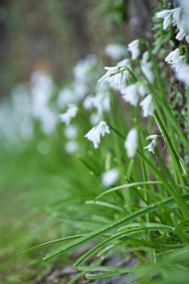 Bluebell, SÃ£o Miguel, Azores, Portugal