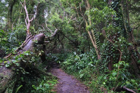 Dense forest, SÃ£o Miguel, Azores, Portugal